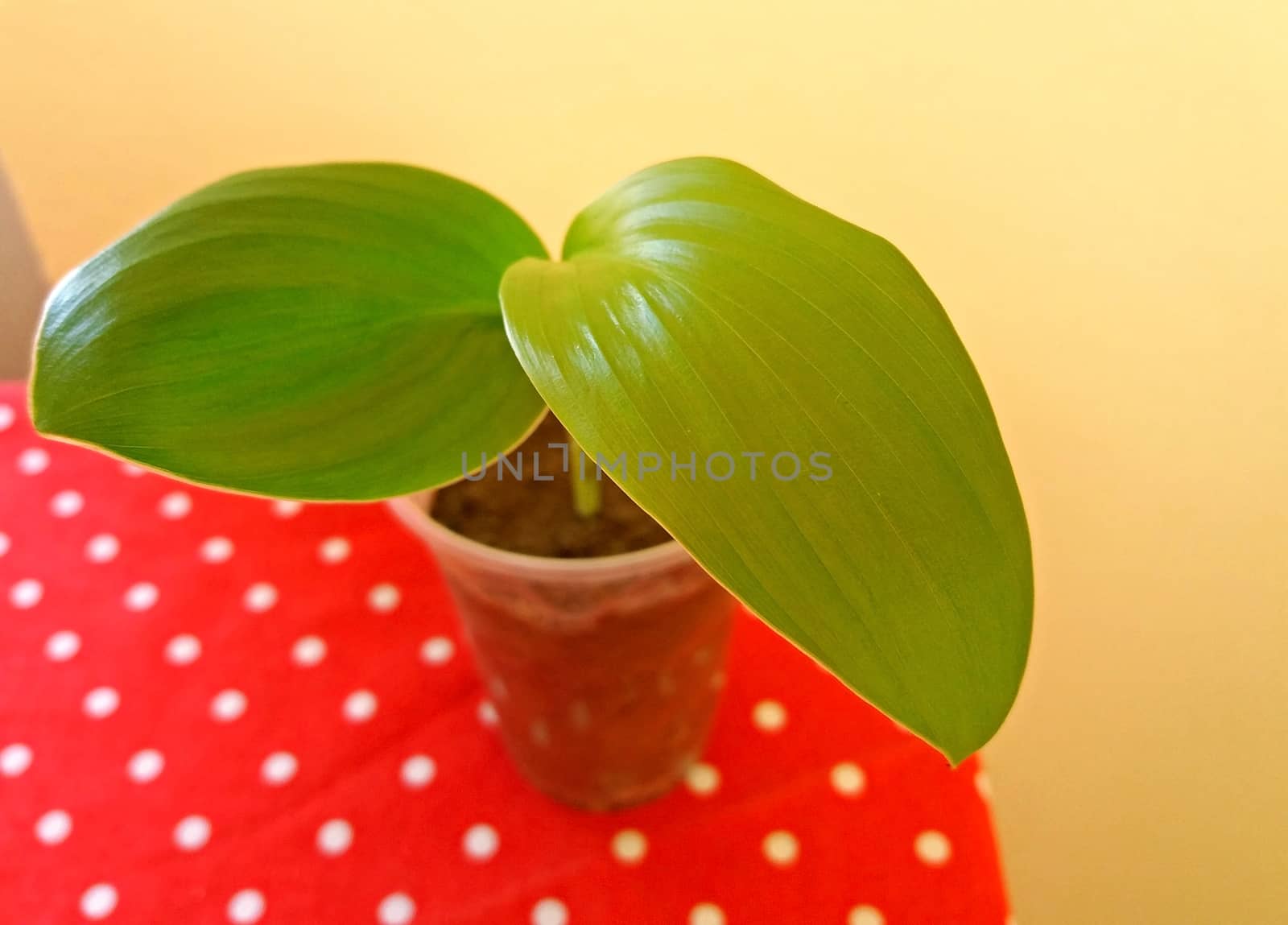 Banana plant germinated and is very young