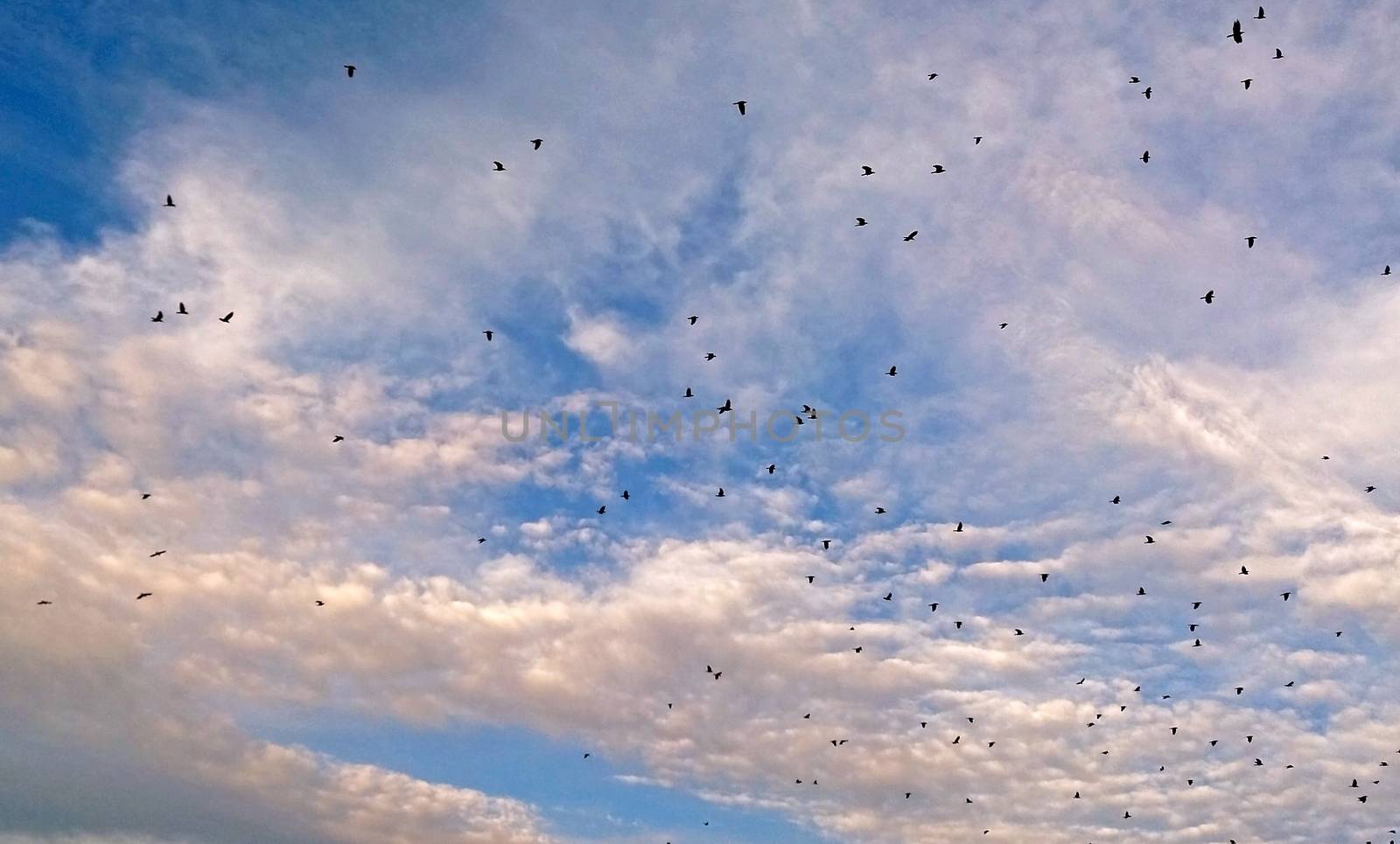 Some rook birds flying in the cloudy sky