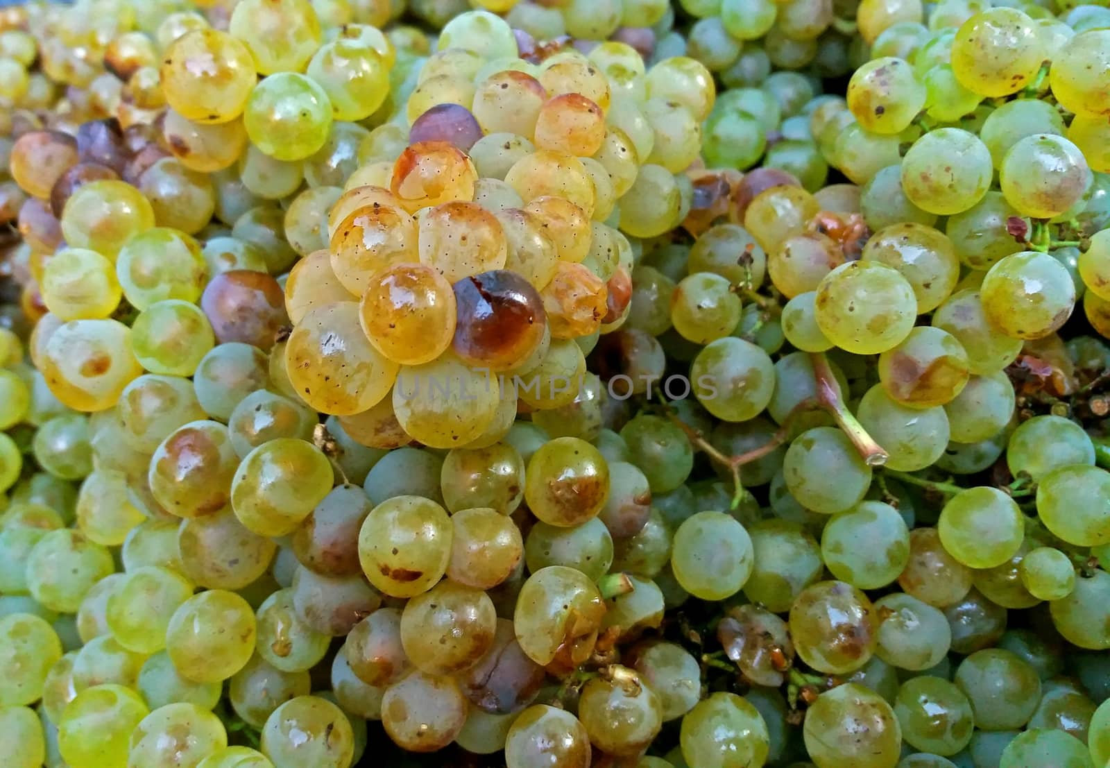 Sun ripened white wine grapes