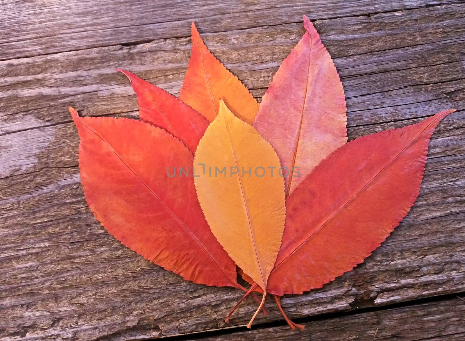 Red and Yellow autumn leaves on a wooden background.