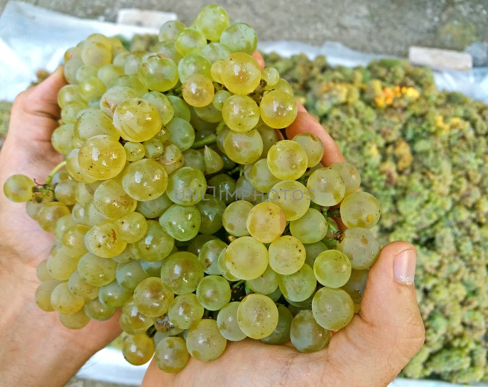 A few white grapes in the hand