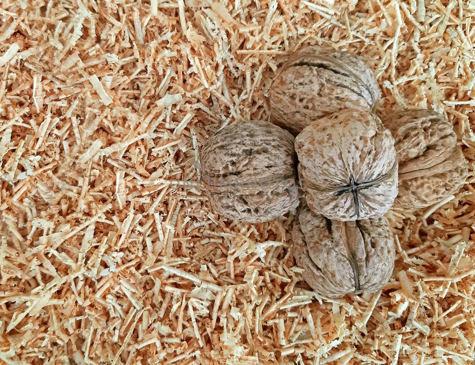 Some big walnuts on a sawdust background close up