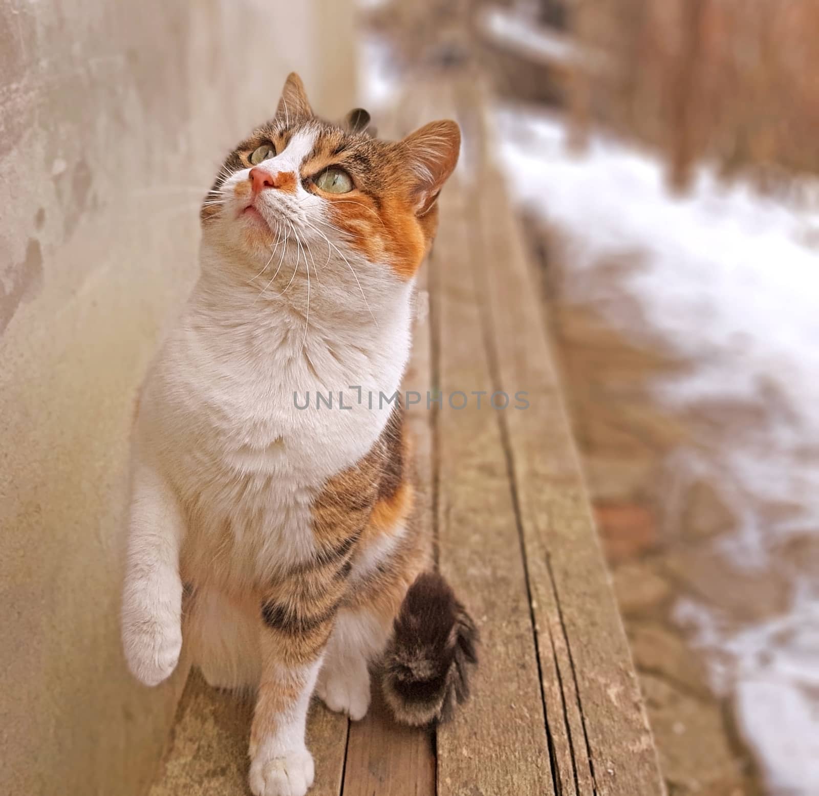 Cute funny cat is playing and looks up. Background blurred