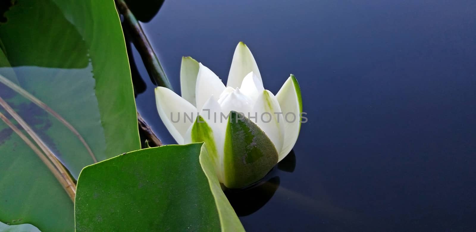 White water lily blossom, white bloom in water.