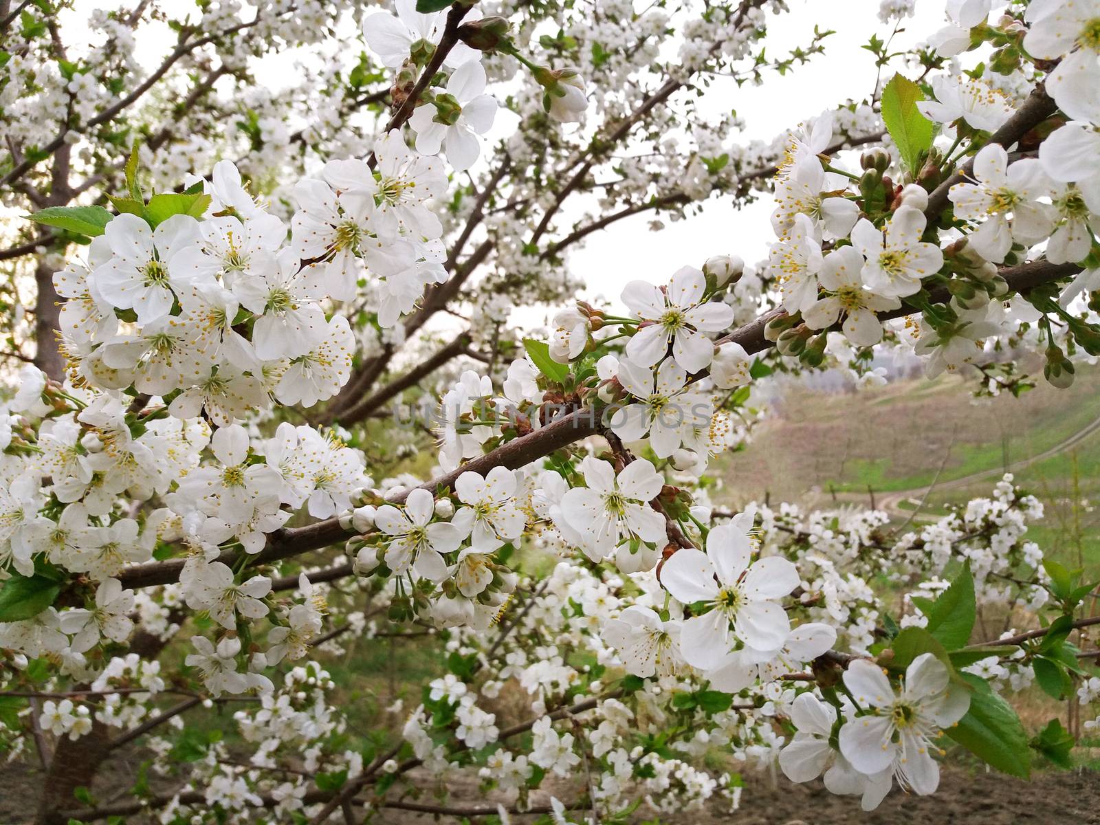 White cherry beautifully blooming in the spring.