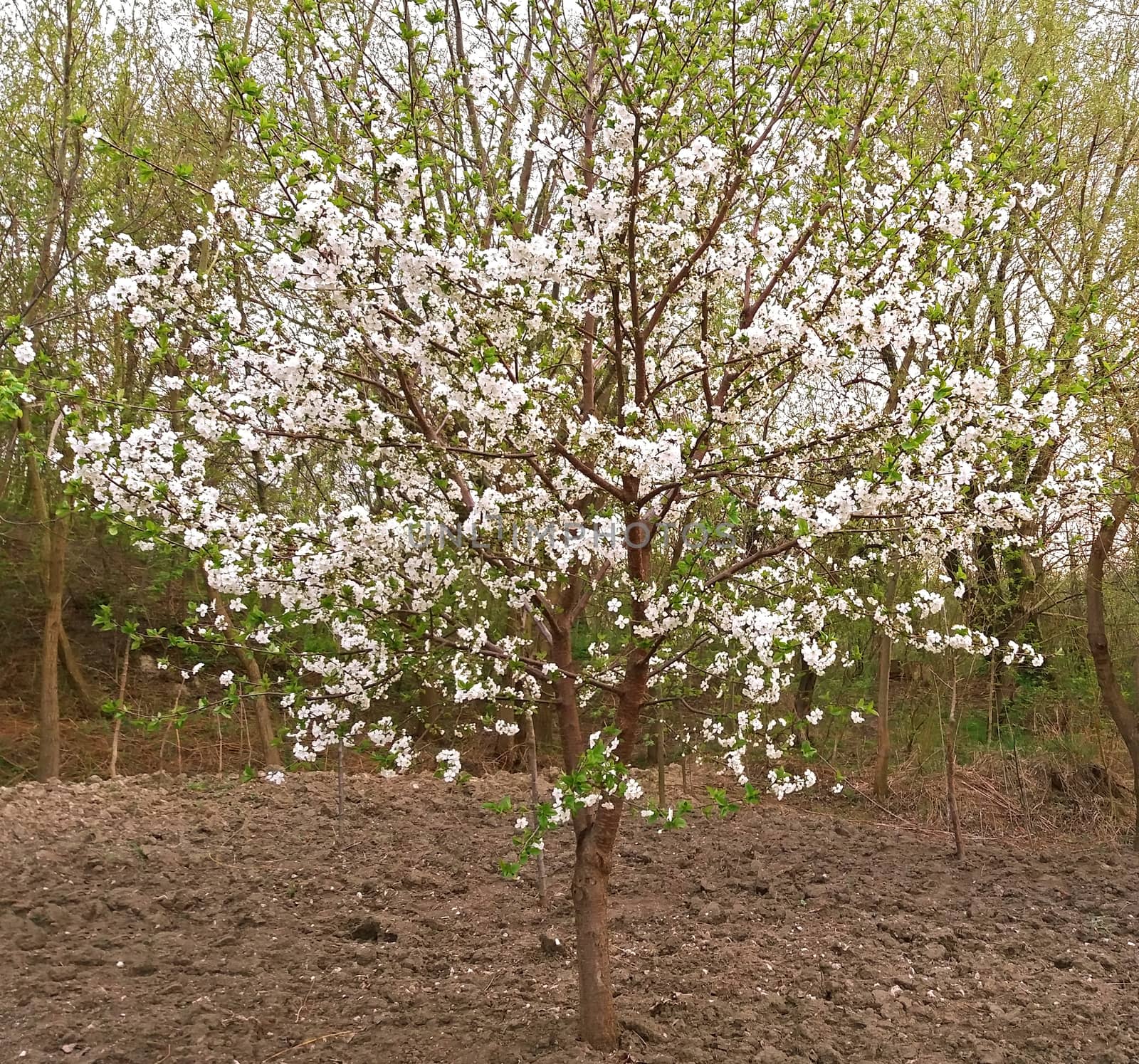 White cherry tree blooming beautiful.