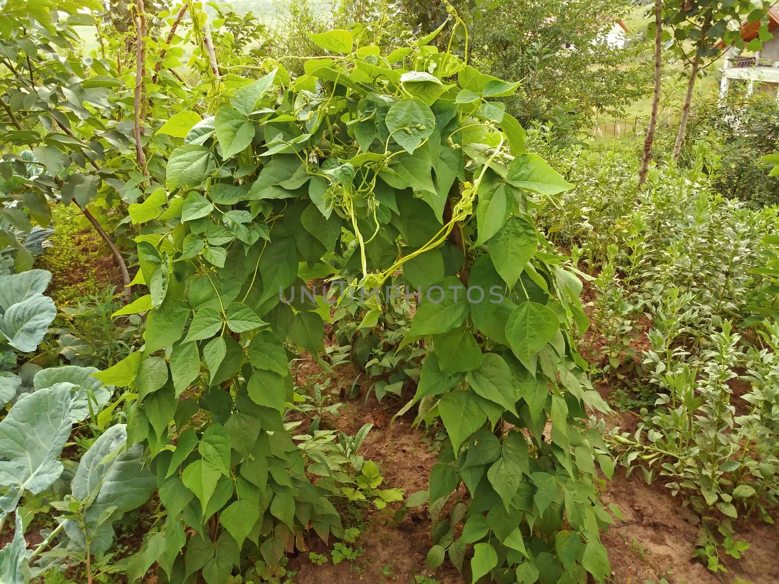 Beans grows in the garden on a wooden stand.