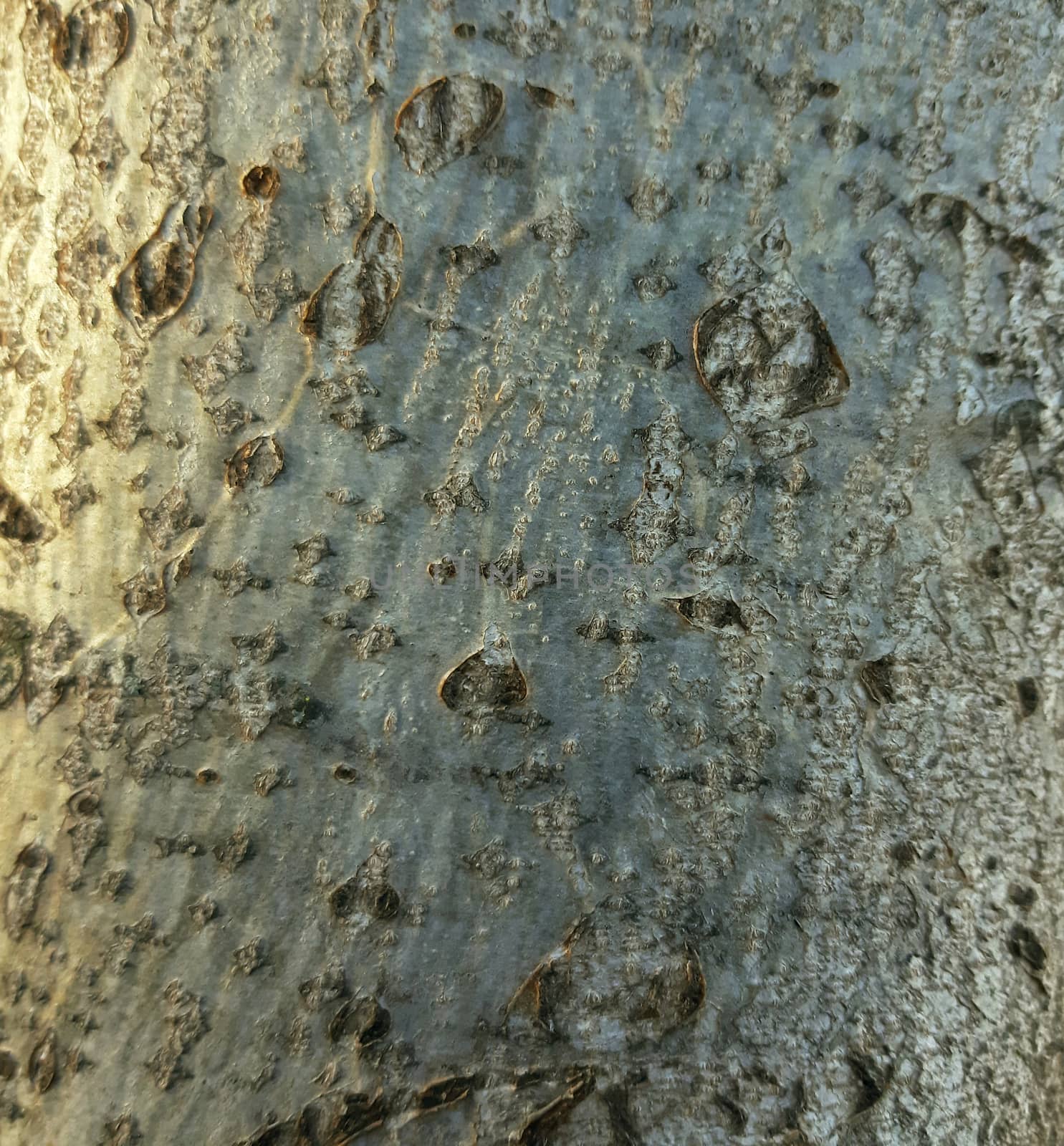 Walnut tree bark texture background close up.