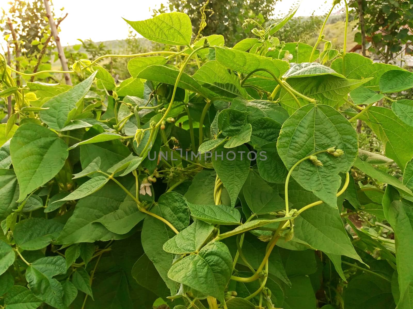 Young beans plants growing and blooming close up by Mindru