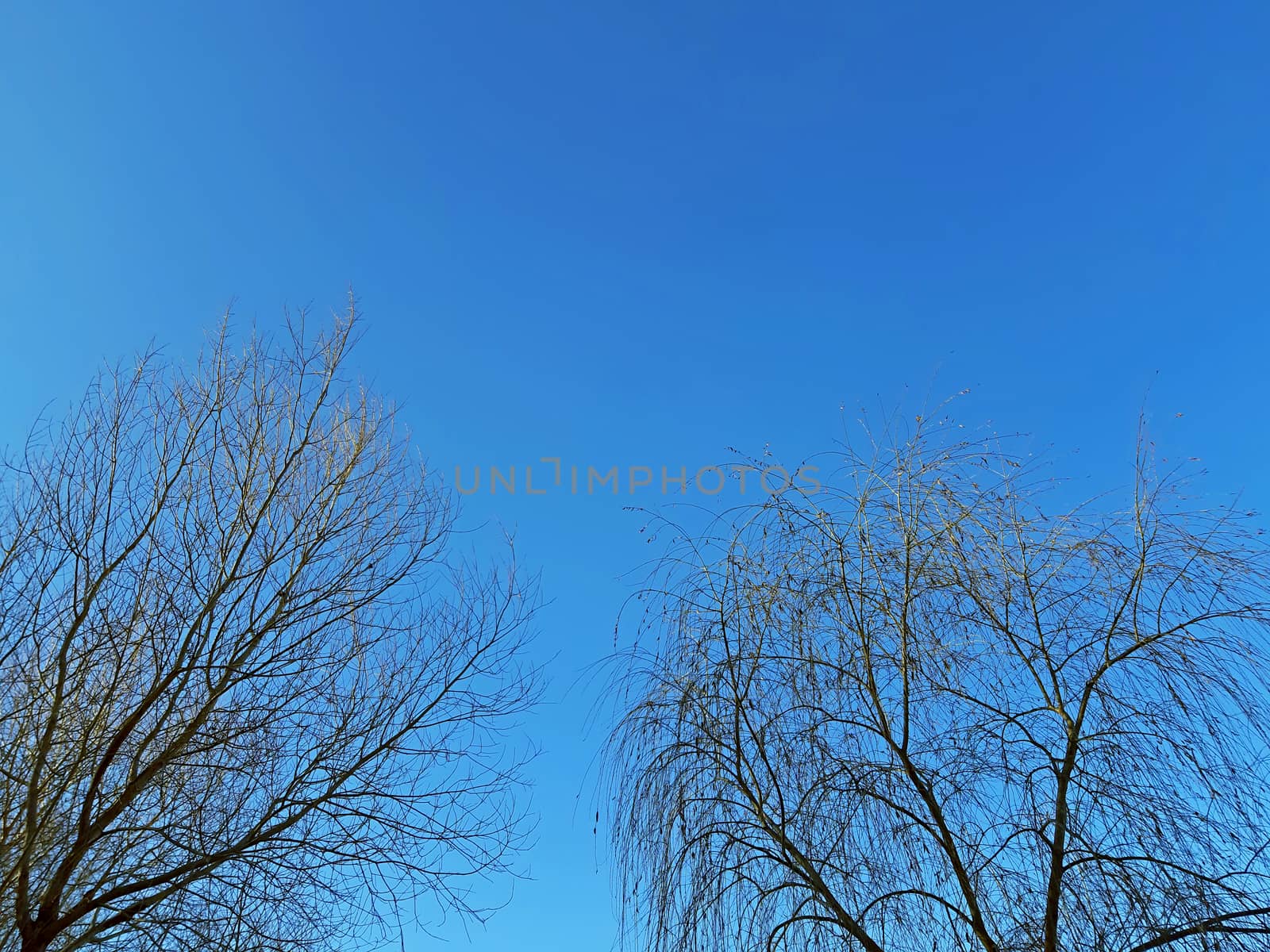 Willow tree branches and blue sky background by Mindru