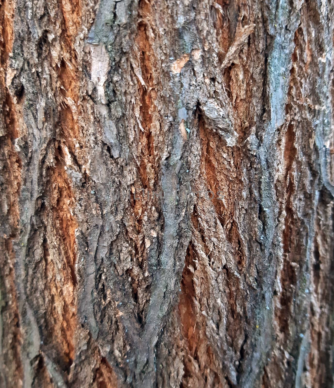 Acacia bark texture close up, young tree.