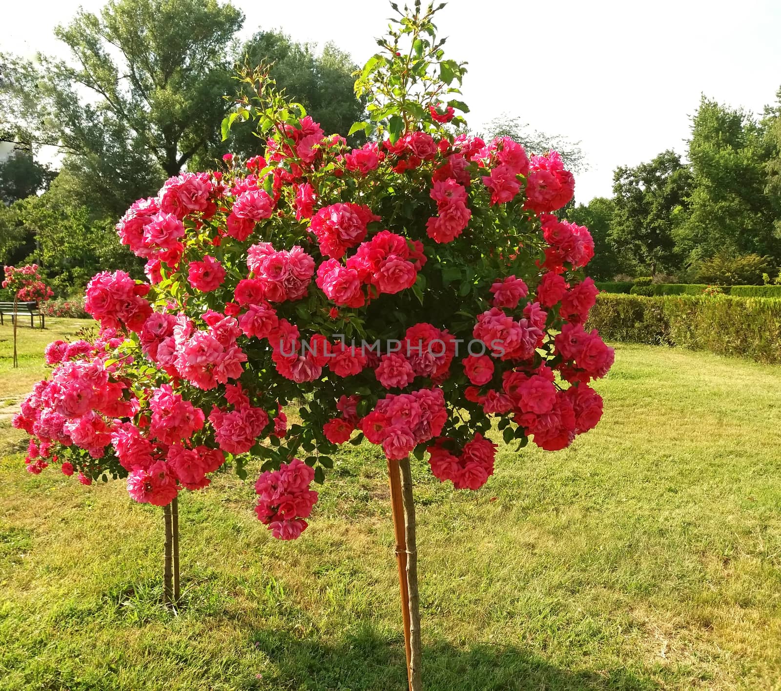 Rose with many red flowers grows very beautiful by Mindru