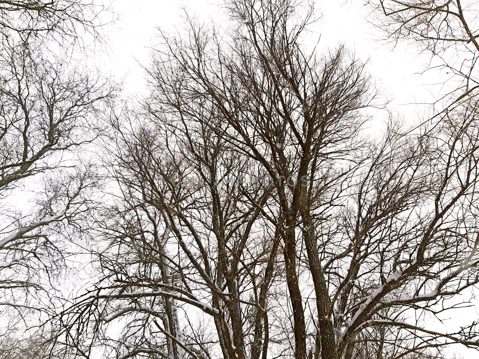 Trees without leaves in winter, snowy sky.