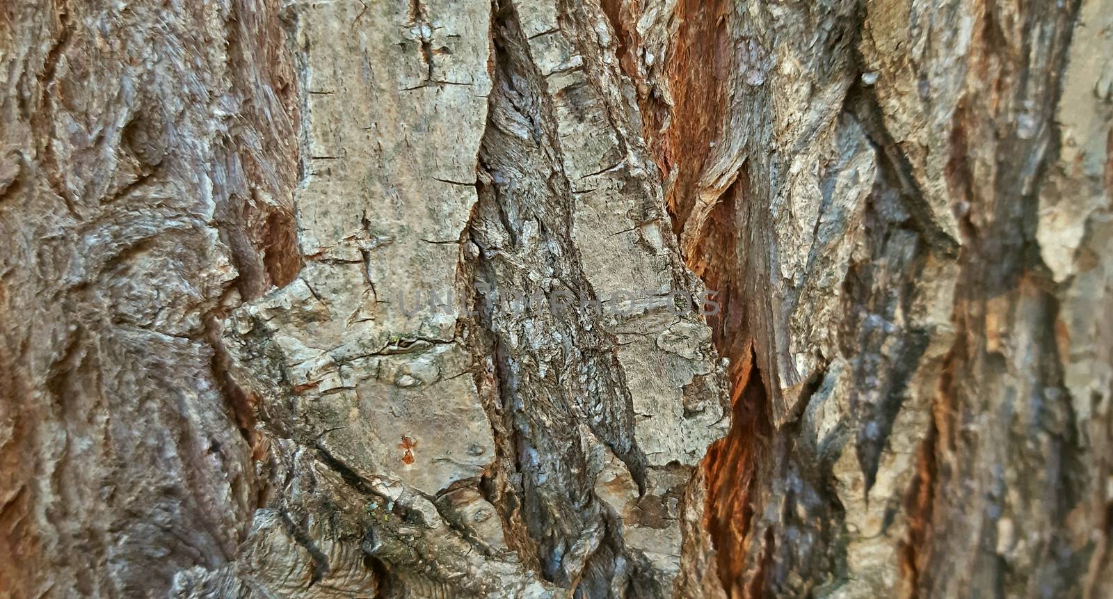 Bark of willow tree texture close up.