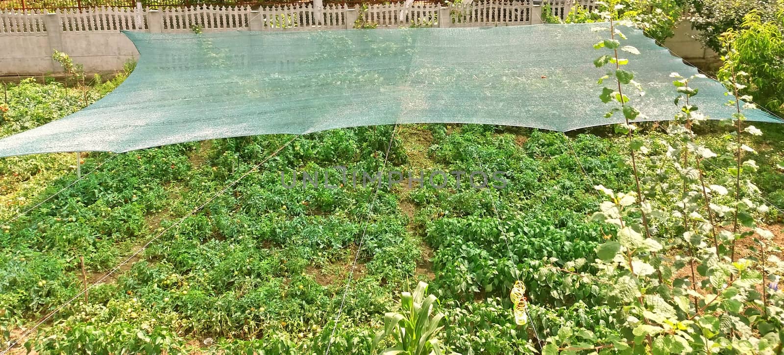 Anti-hail net to protect plants from hail.
