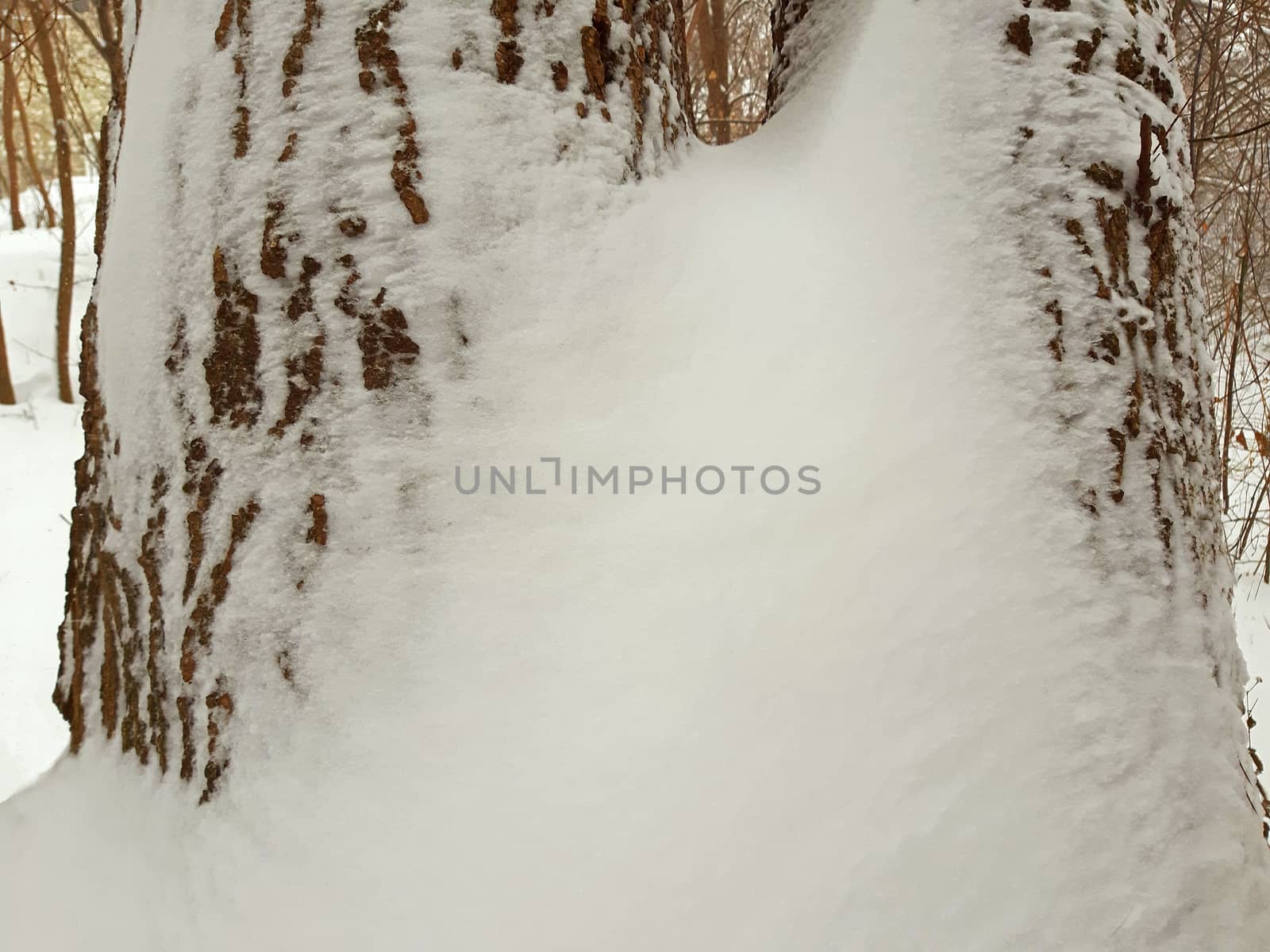 The thick stem of the tree and snow around by Mindru