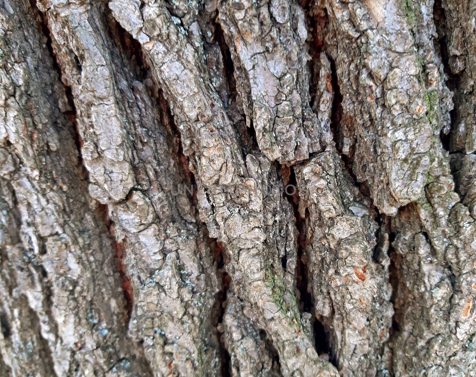 Elm tree bark texture background close up by Mindru