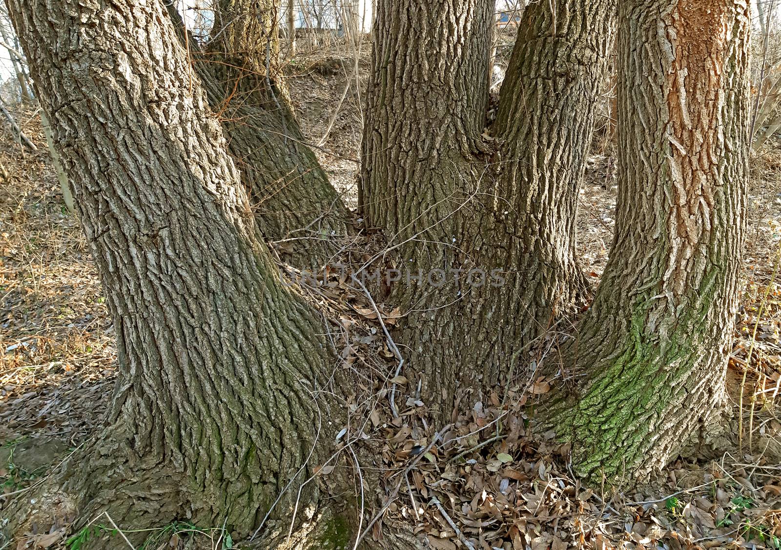 Old elm tree, it has many stems and it's thick.