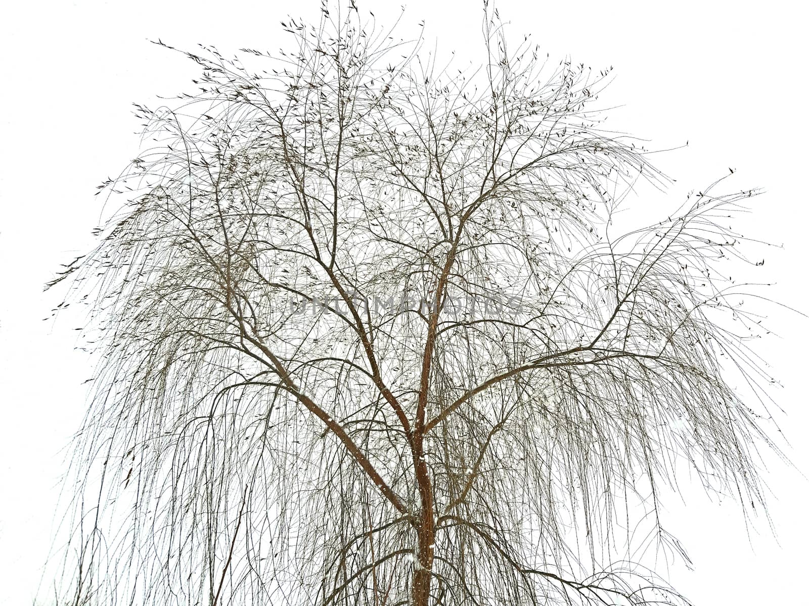 Willow tree on snowy white sky in winter.