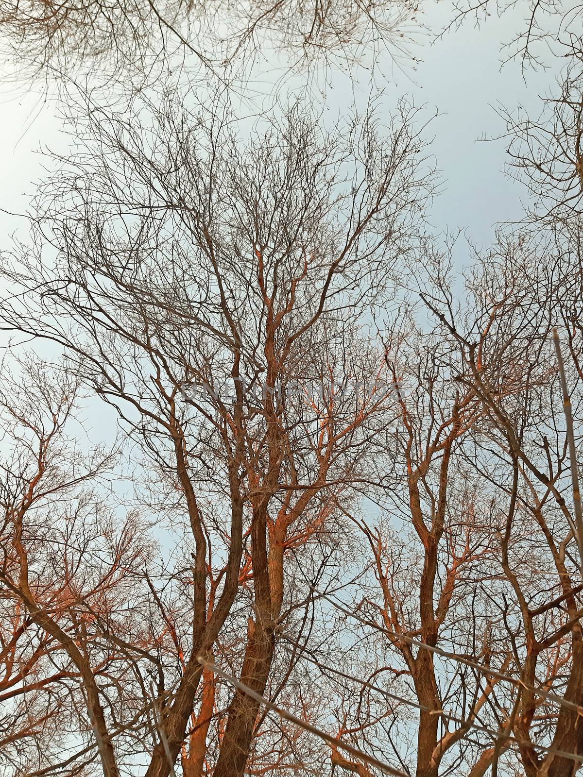 Trees, branches on clear sky in winter.