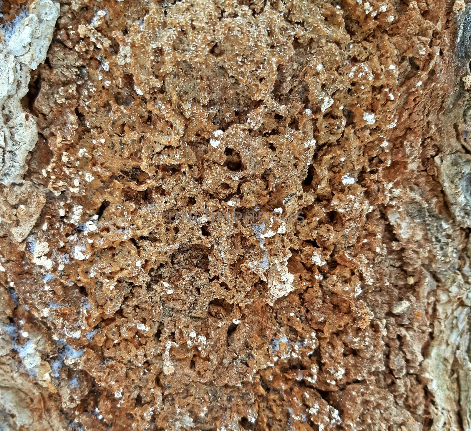 Decomposed tree bark texture, with holes close up. by Mindru