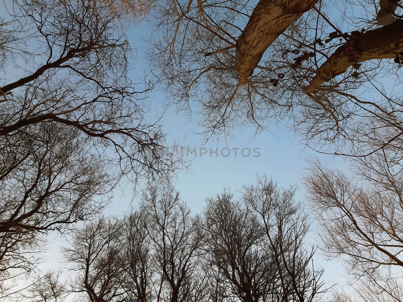 Trees without foliage on clear sky in winter by Mindru
