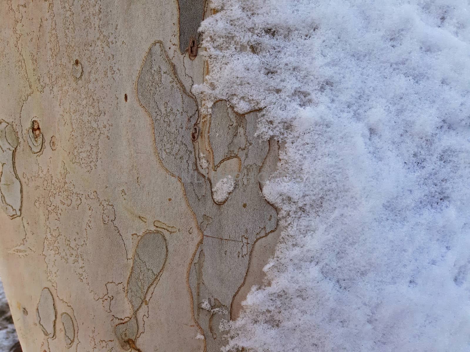 Tree bark texture with snow. Maple tree.