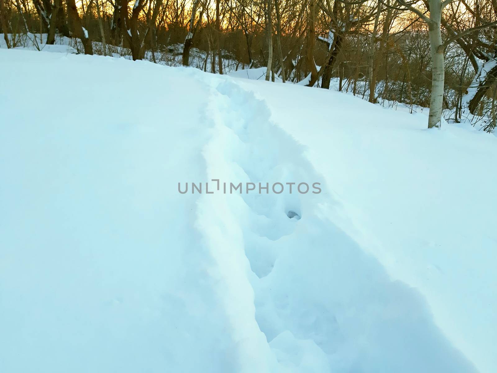 Path of footprints of animals and humans in the snow by Mindru