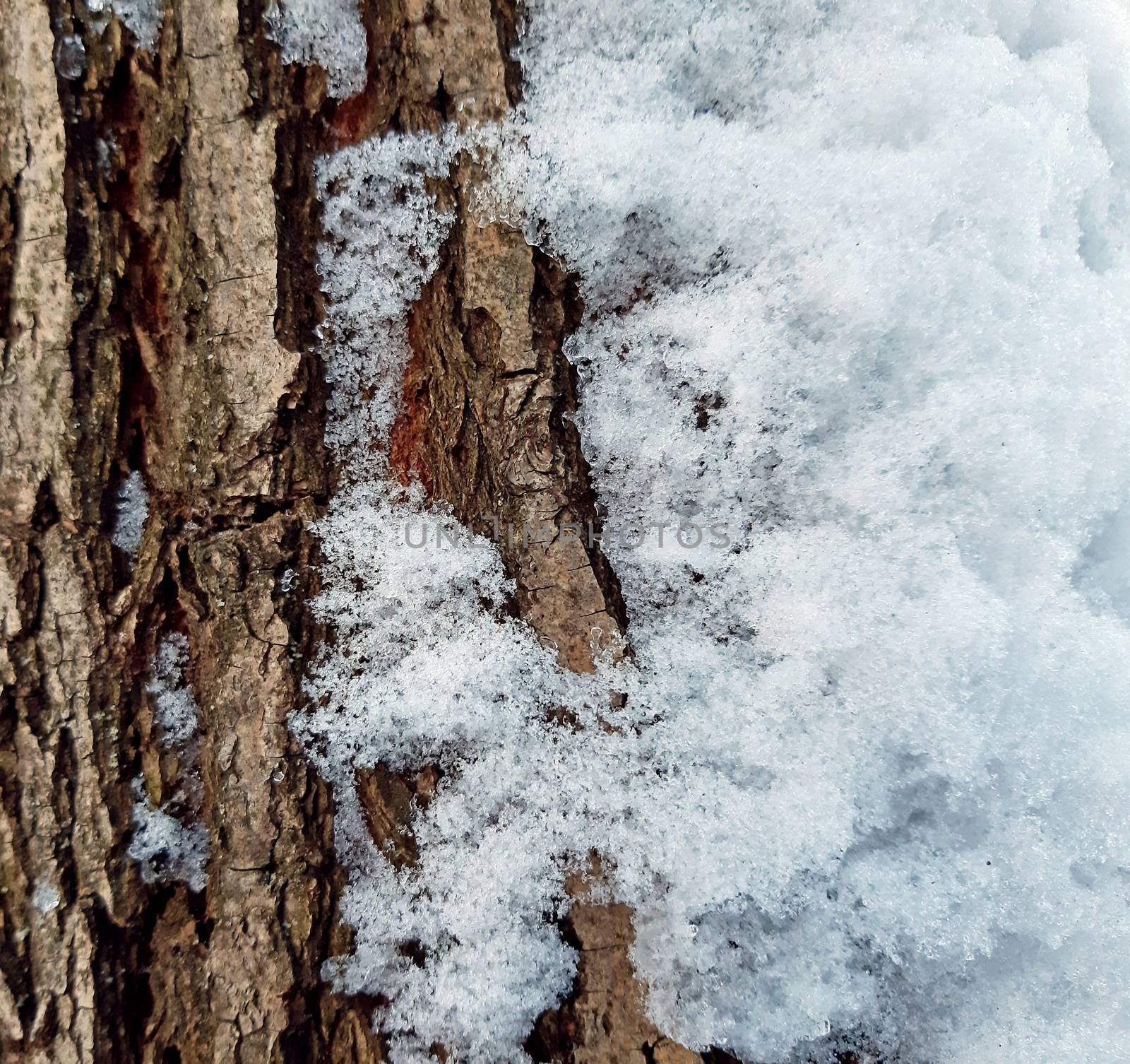 Tree bark of elm texture with snow.