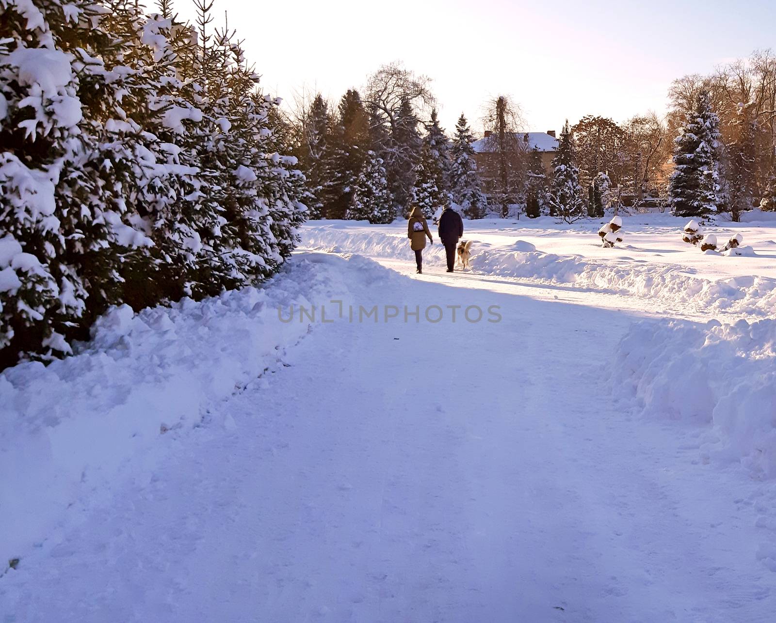 A couple walking with his dog in the park in winter by Mindru