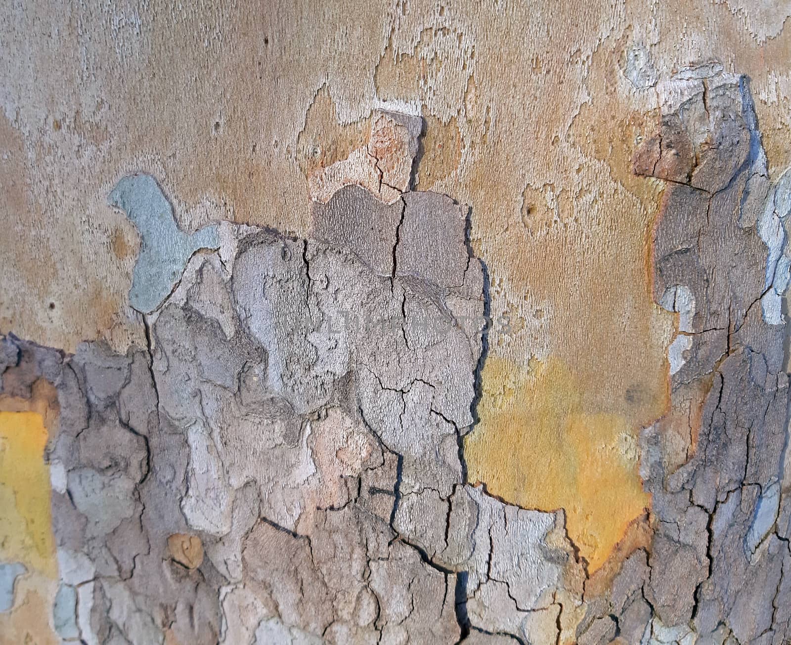 Tree bark texture, close up and colorful by Mindru