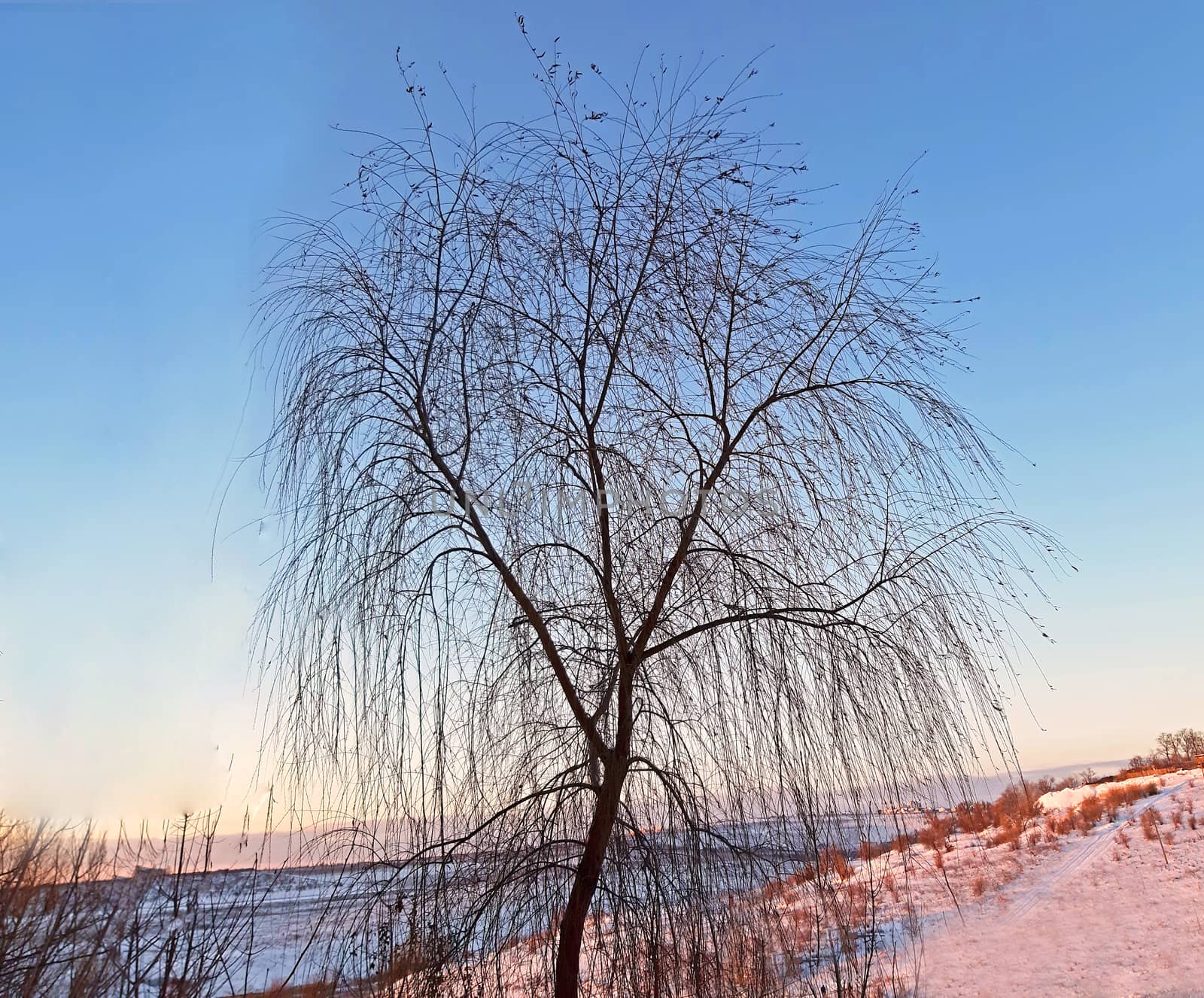 Young willow tree in winter and blue sky at sunset landscape by Mindru