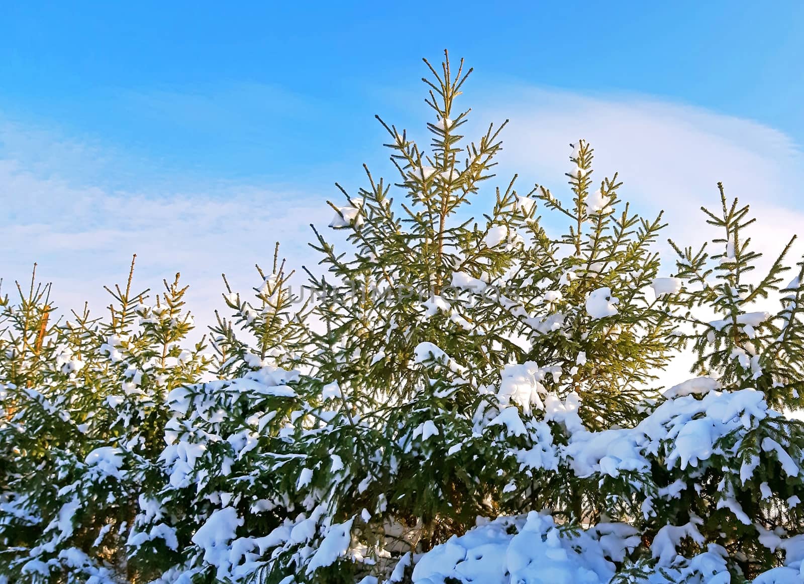 Fir trees in blue sky and with snow by Mindru
