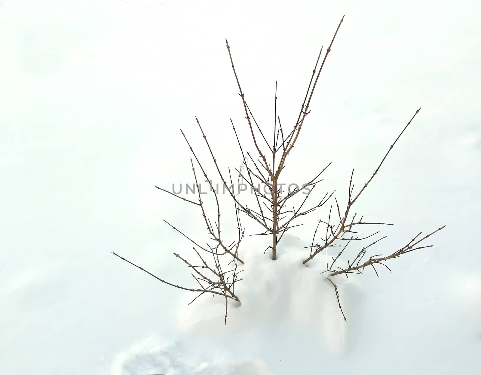 Young and small tree in the snow.