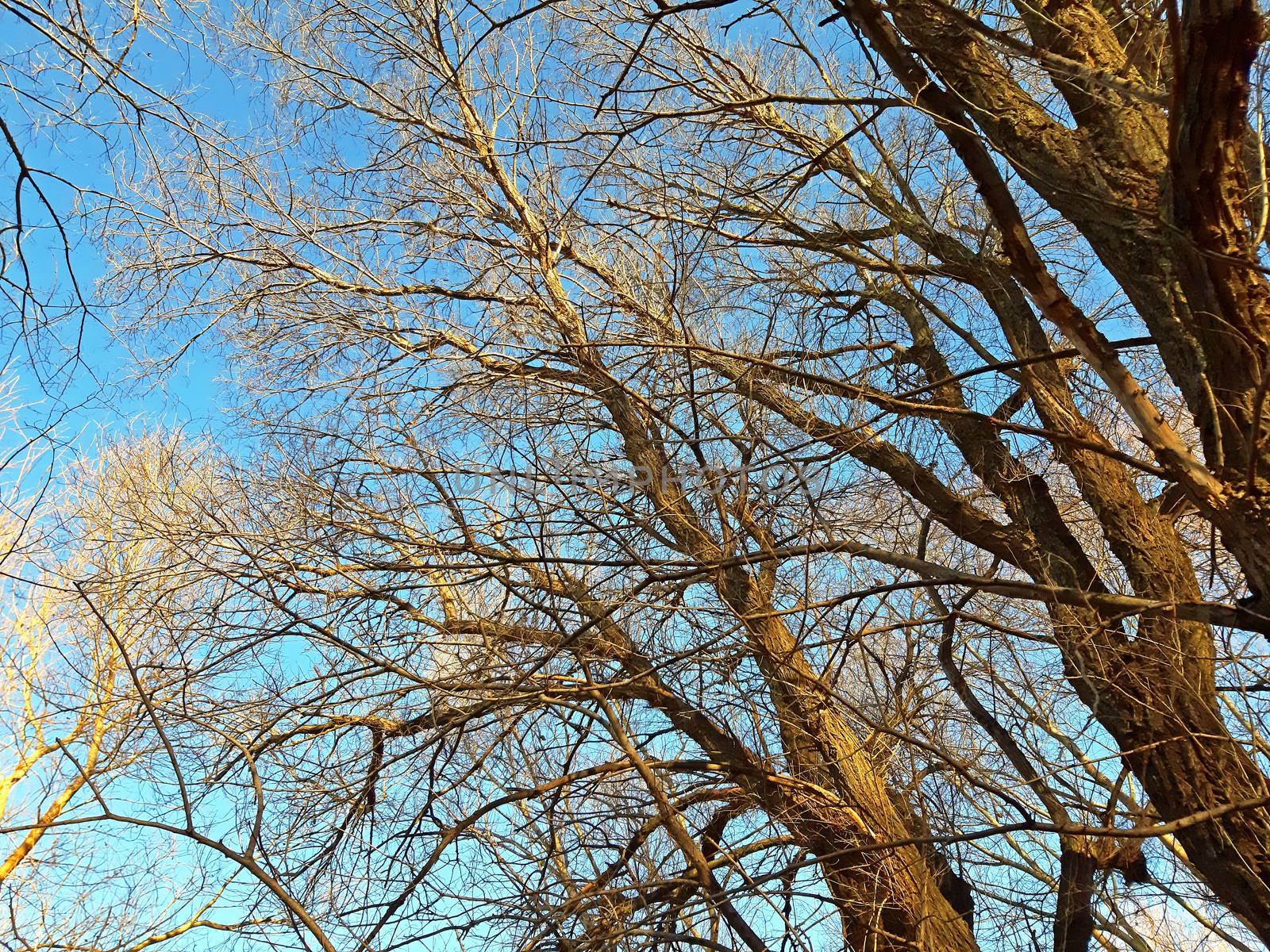 Trees without leaves in winter on the clear sky by Mindru