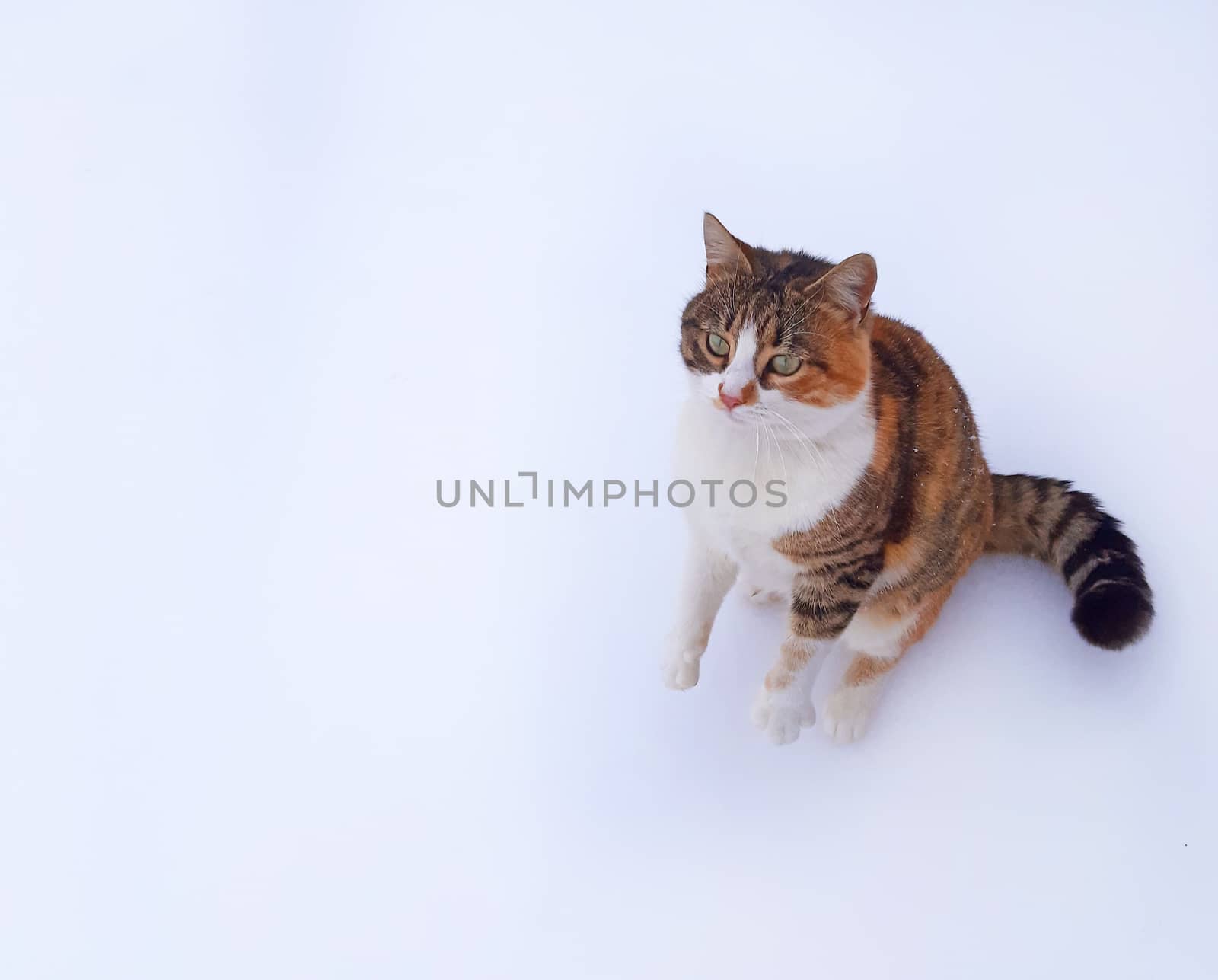 A beautiful cat on a white background is waiting for the food.