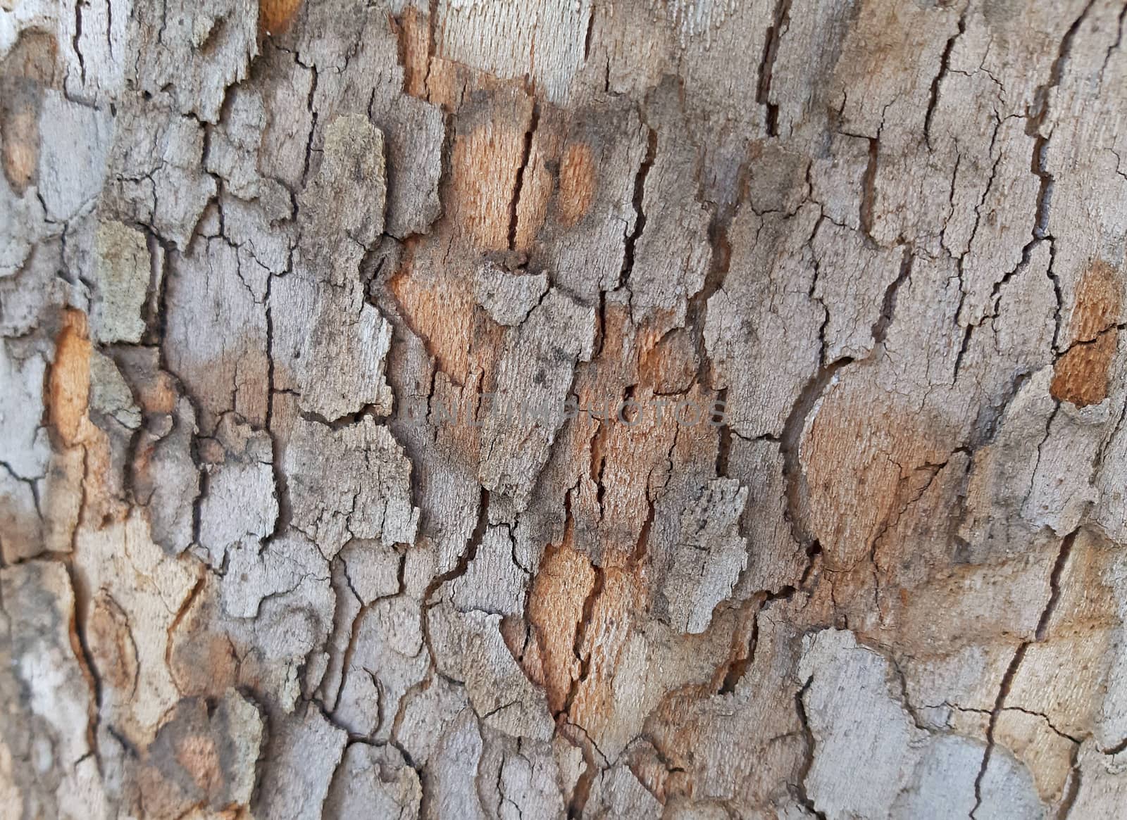 Natural bark tree texture wood background use by Mindru