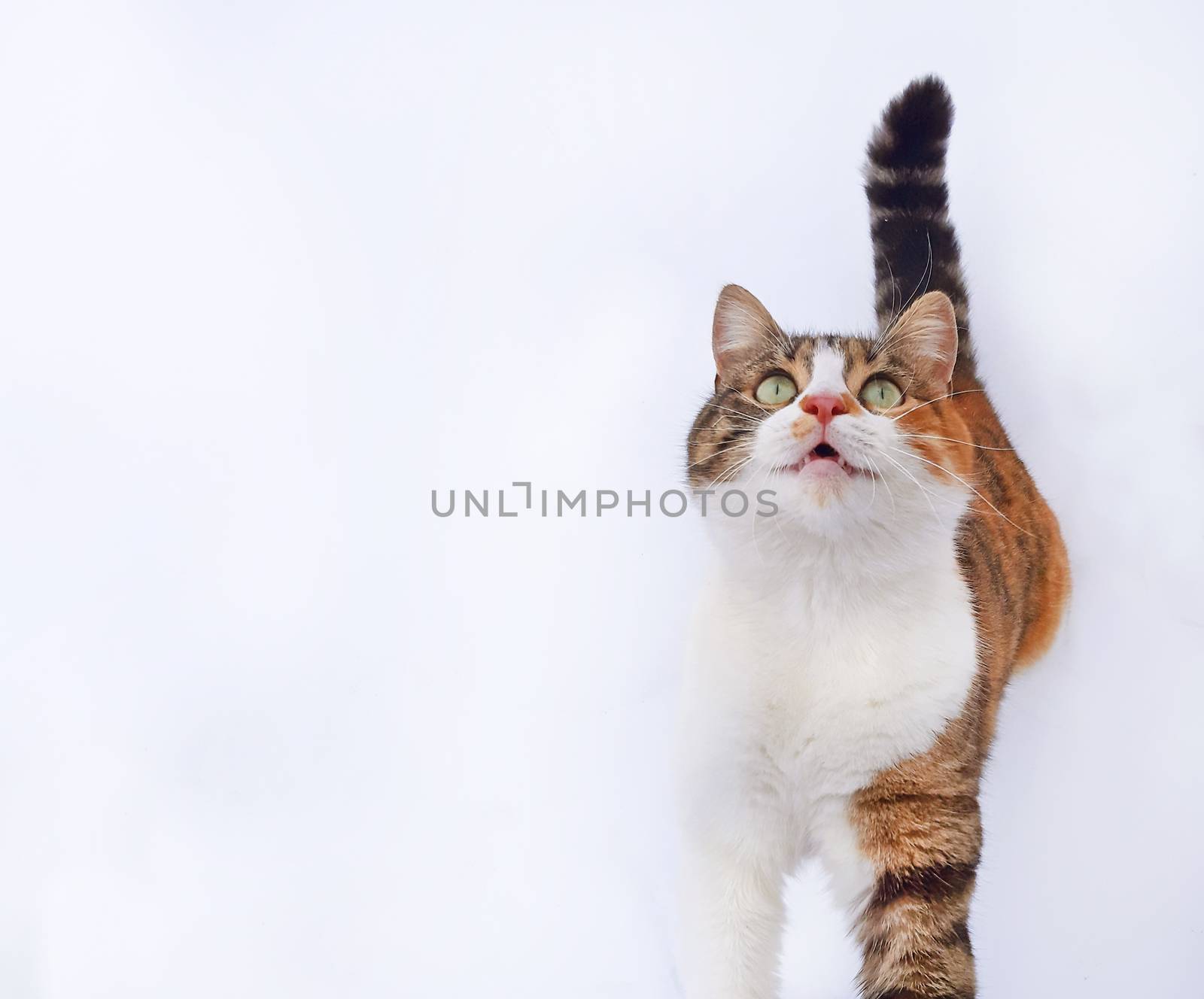 An adorable cat meows and wait for food.