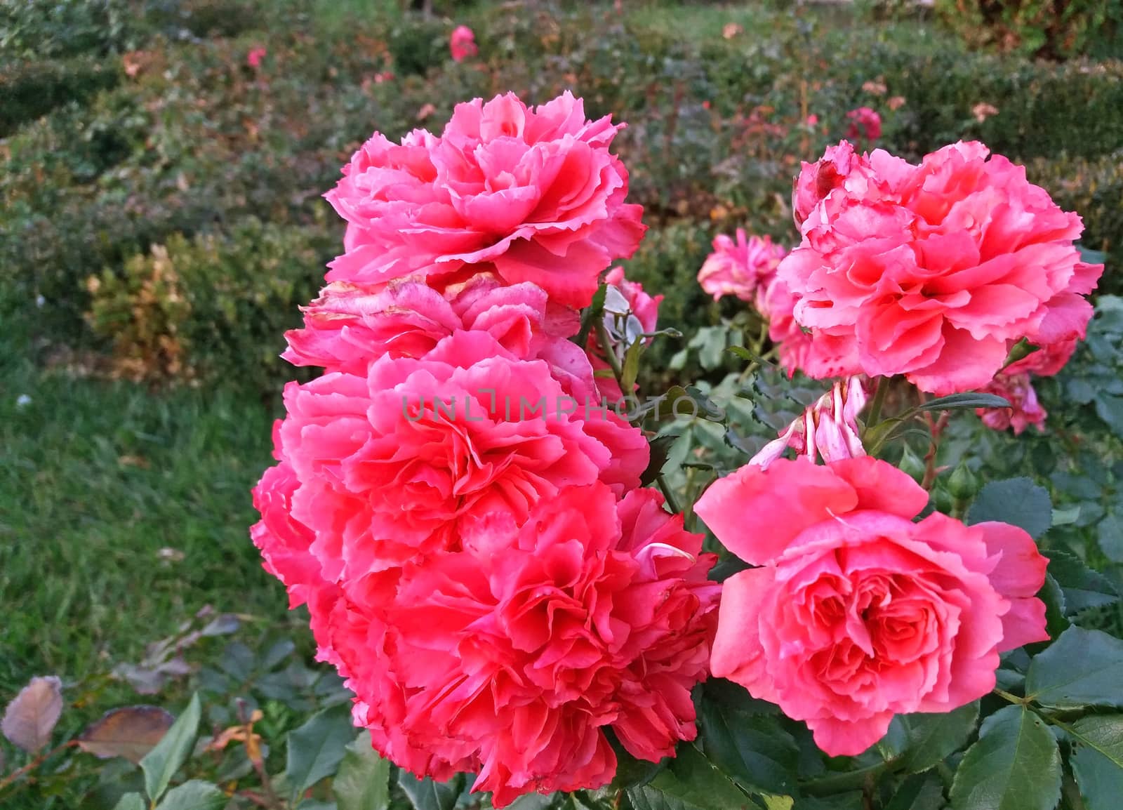 Roses bloom in pink very beautiful close up.