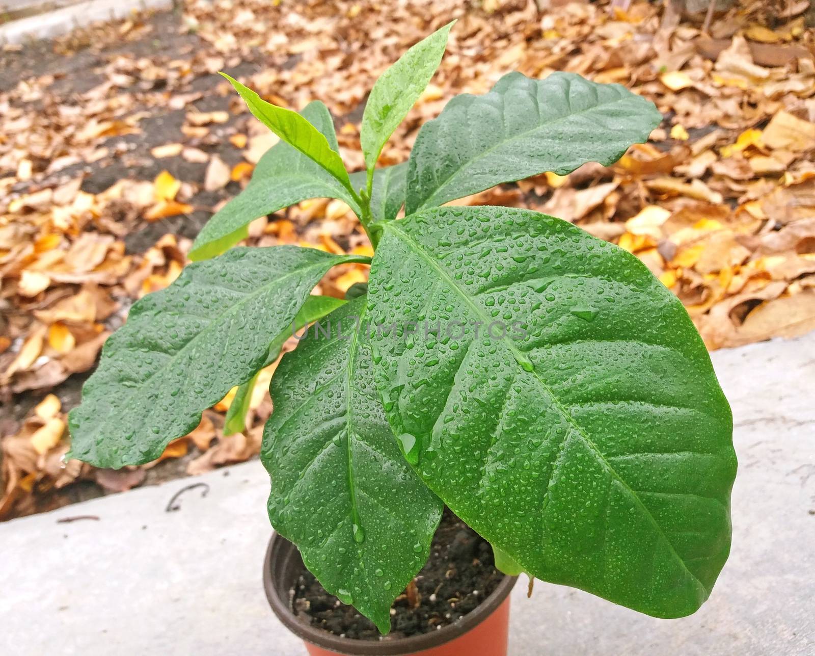 Coffee tree with large and beautiful leaves outside.