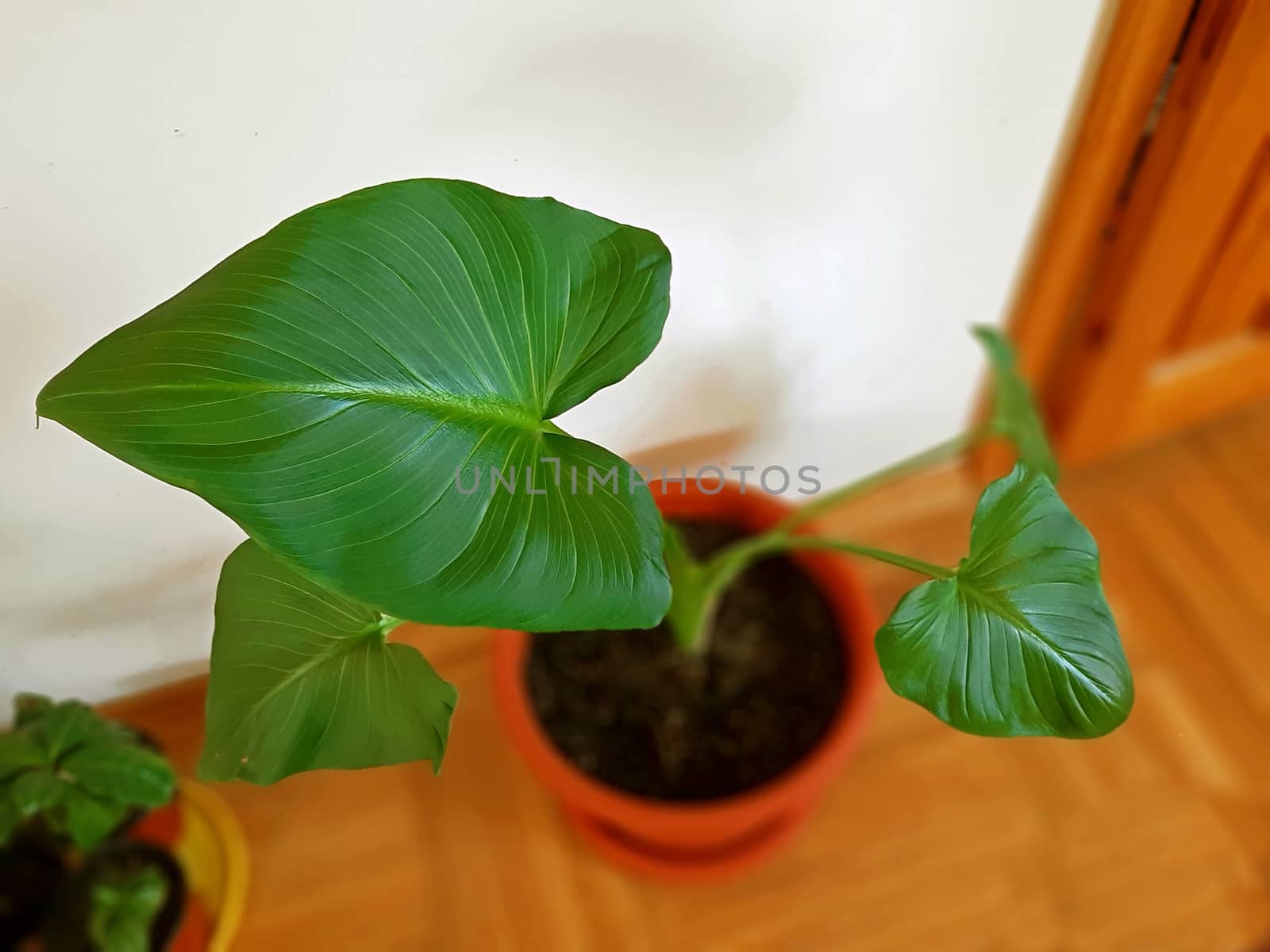 Calla with very beautiful lush leaves indoor.