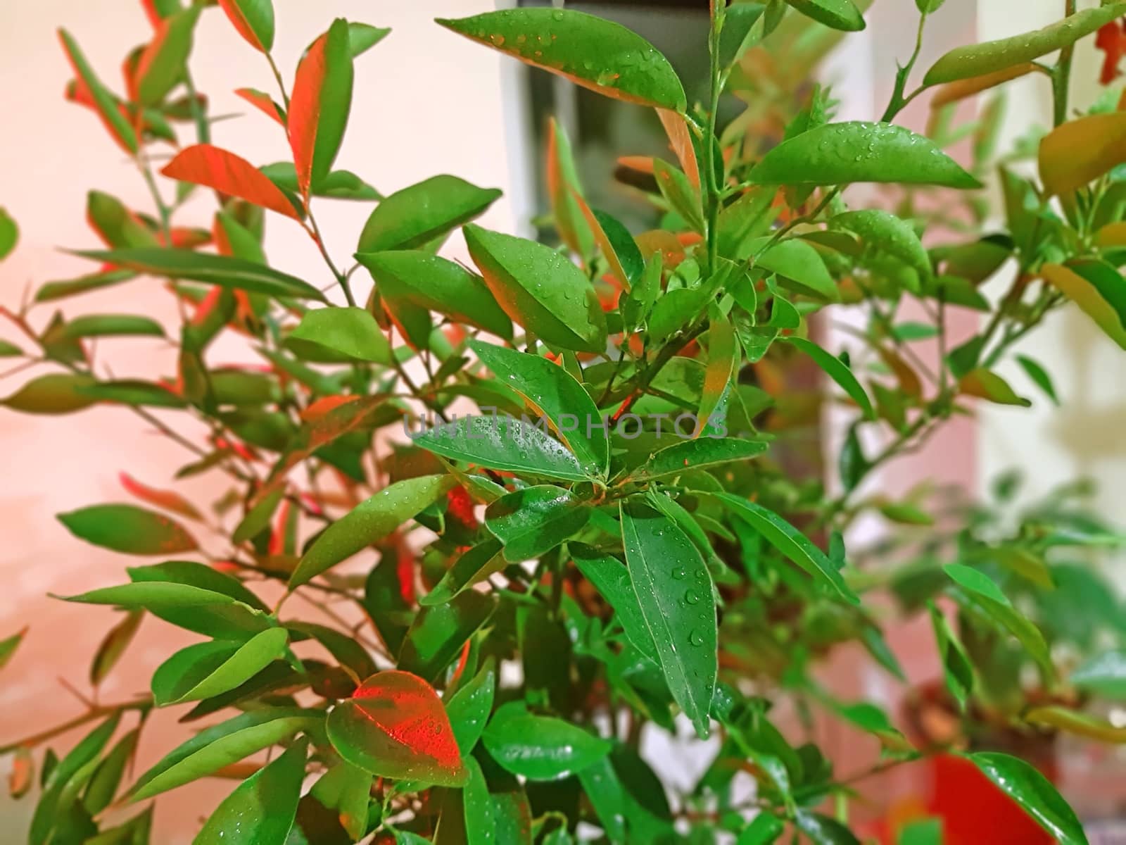Grow light on the Tangerine tree indoor by Mindru