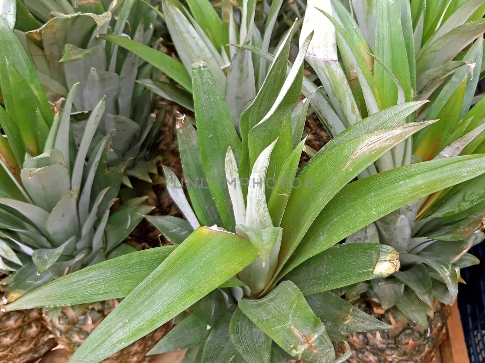 Fresh and healthy Pineapples on sale close up by Mindru