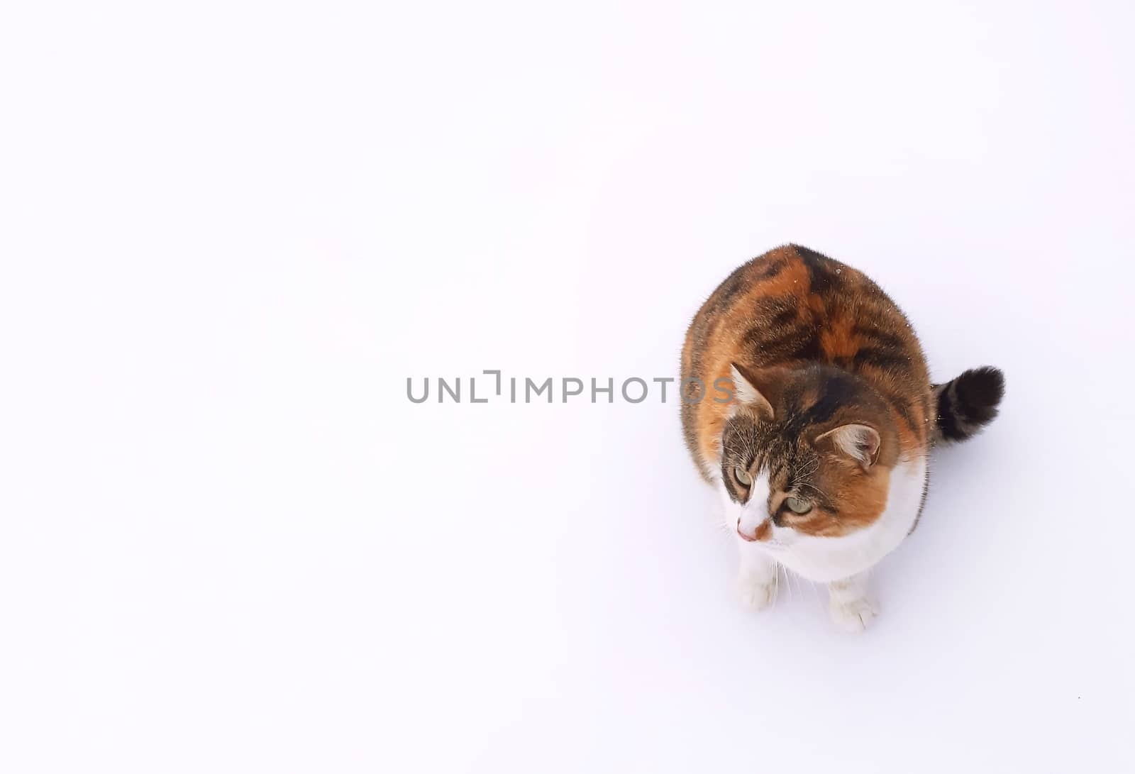 A beautiful cat on a white background by Mindru