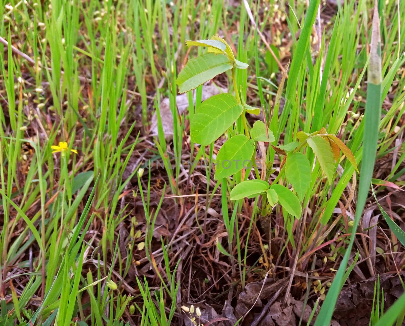 A young walnut tree grows in the grass by Mindru