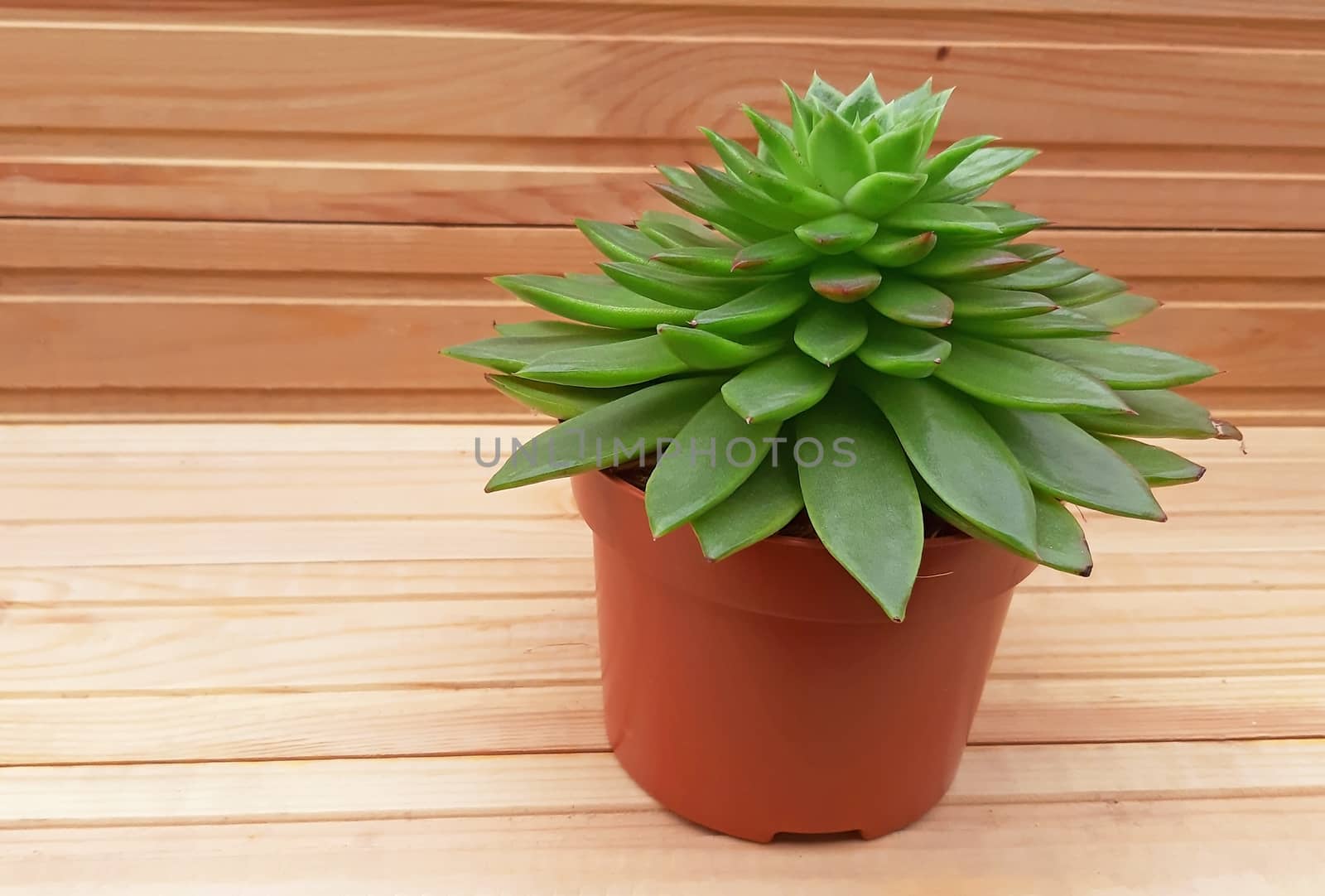 Echeveria on wooden background with copy space.