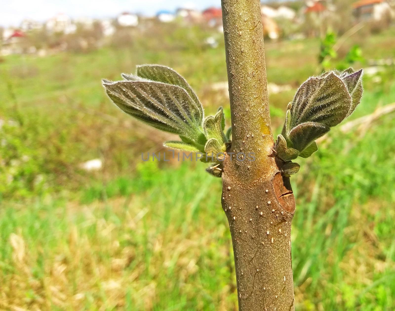 Paulownia tomentosa, began to grow new leaves in the spring.