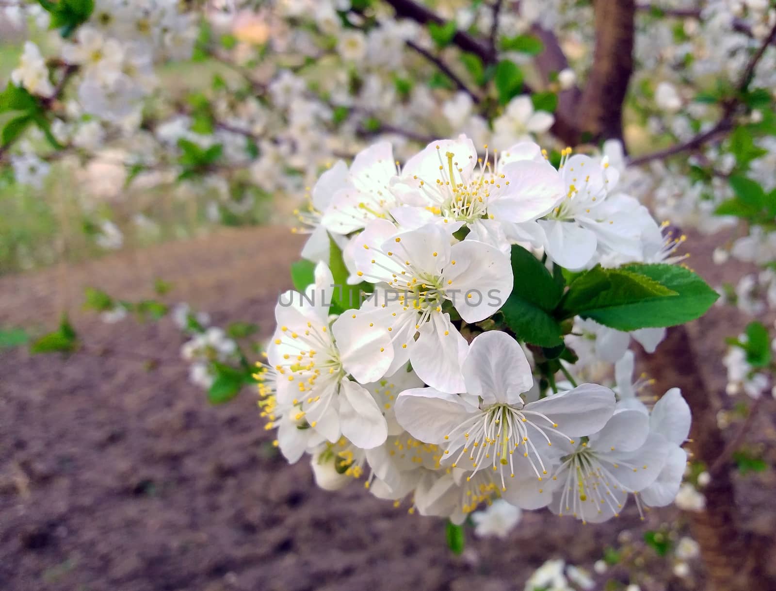 White Cherry tree blooming in the garden by Mindru