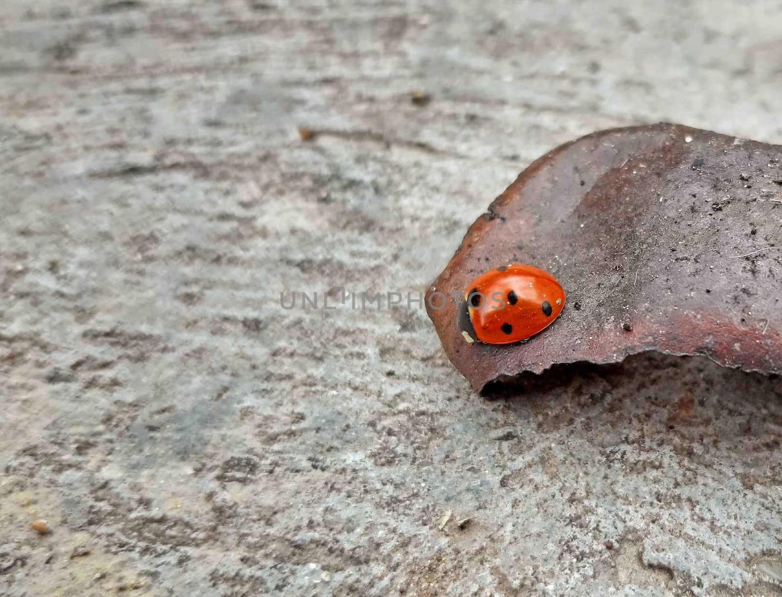 A ladybug wintering on a walnut shell by Mindru