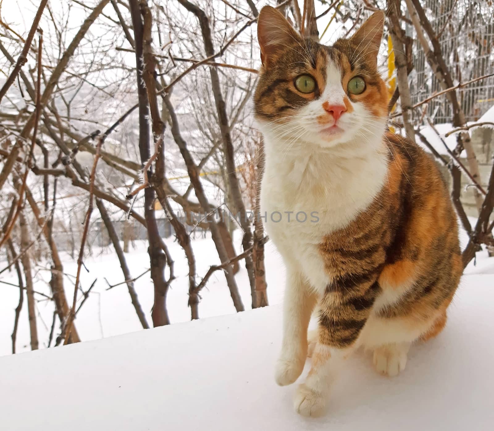 A beautiful three-colored cat in the snow.